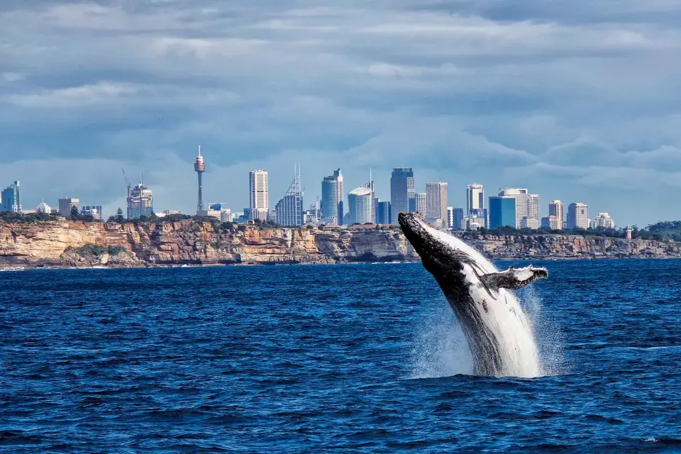 Sídney: crucero para ver ballenas con desayuno o almuerzo