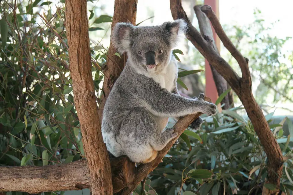 Sídney: crucero por el puerto y zoo Taronga