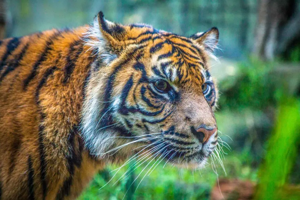 Sídney: entradas para el zoológico Taronga