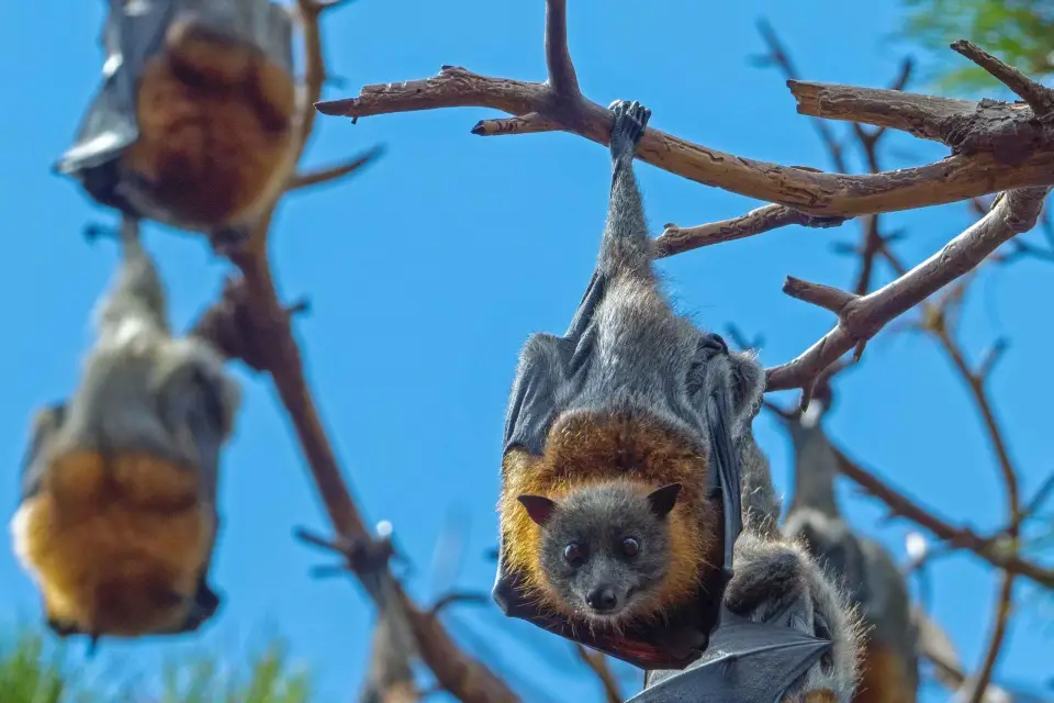 Excursión al Zorro Volador: Los murciélagos más grandes de Australia