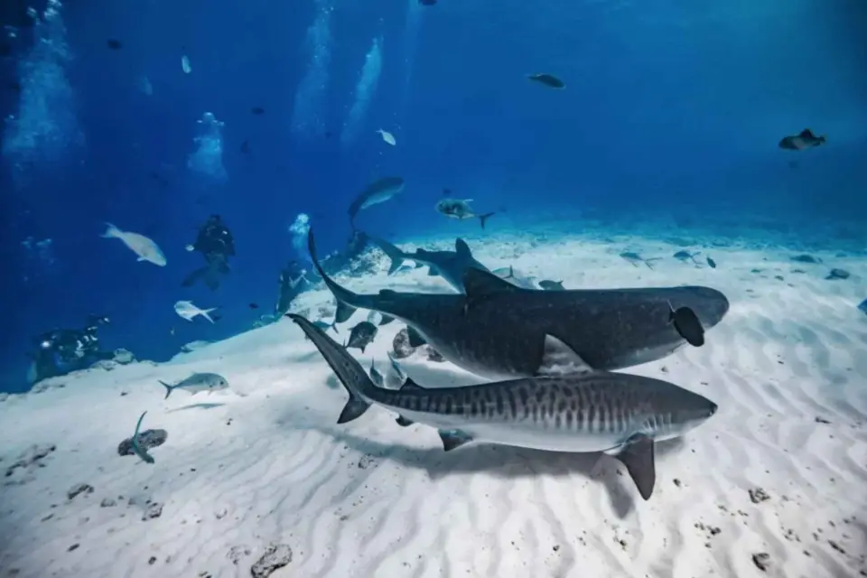 Inmersión en Tiburón Tigre: 5N6D Especial Fuvahmulah (10 inmersiones)