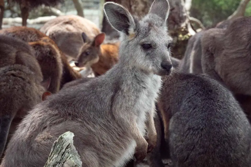 Sydney: Natura e fauna - L'Australia in un giorno