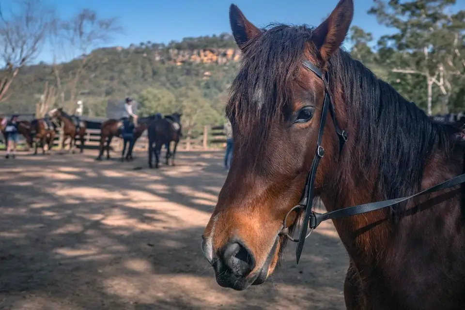 Paseos a caballo, koalas y canguros - Australia salvaje