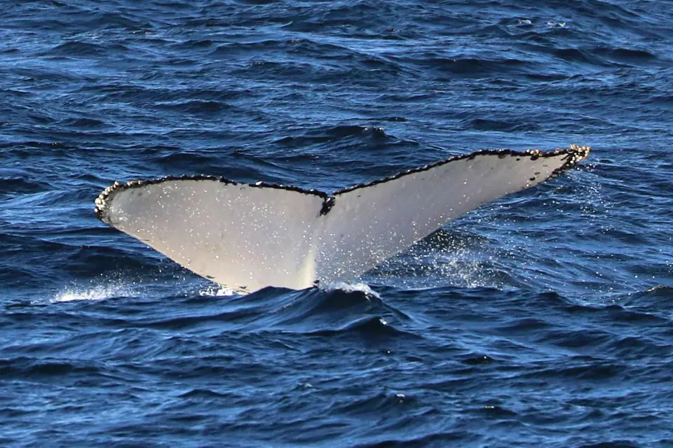 Sydney; Avistamiento de ballenas