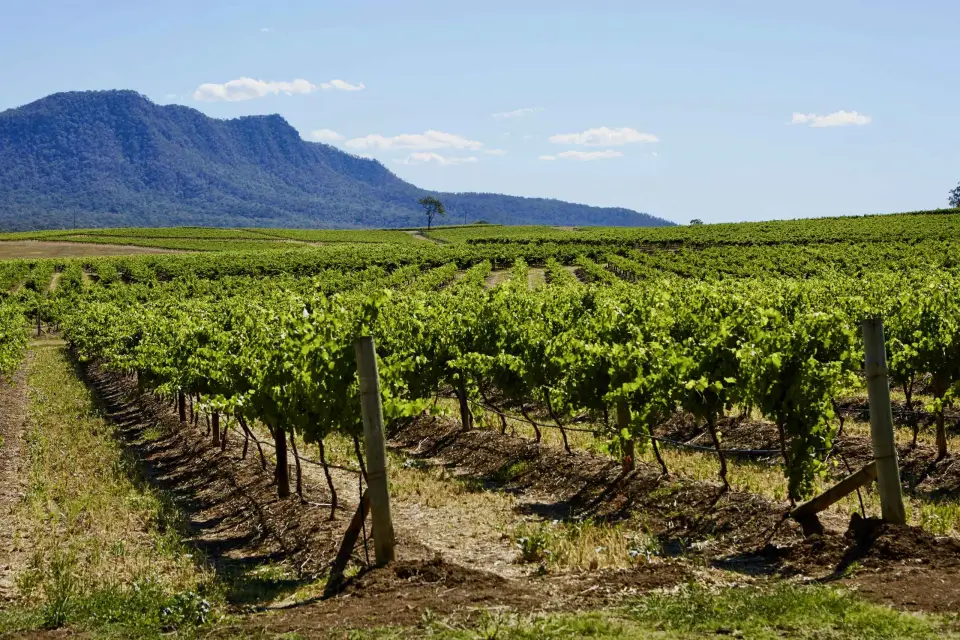 Sydney: Excursión de un día a las Bodegas del Valle Hunter con degustación de comida