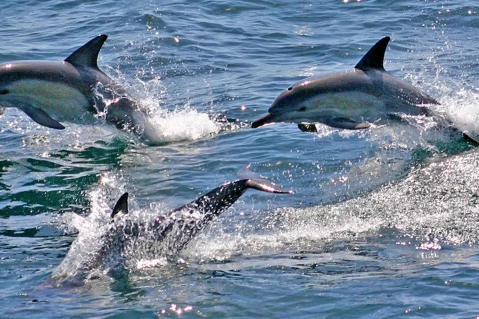 Sydney Excursión de un día a Port Stephens en Crucero con Delfines y Sandboarding