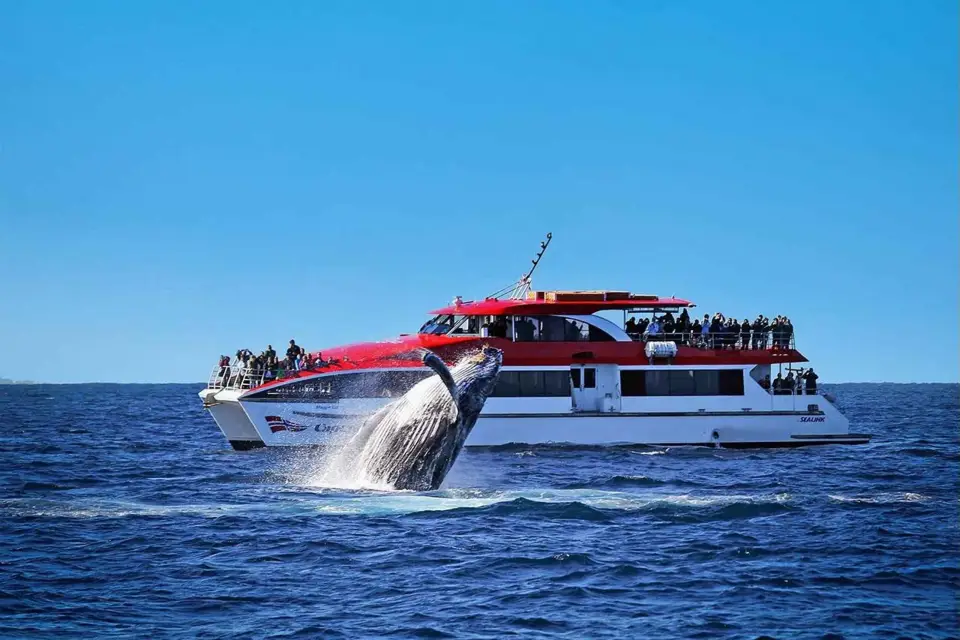 Sydney: Tour de avistamiento de ballenas