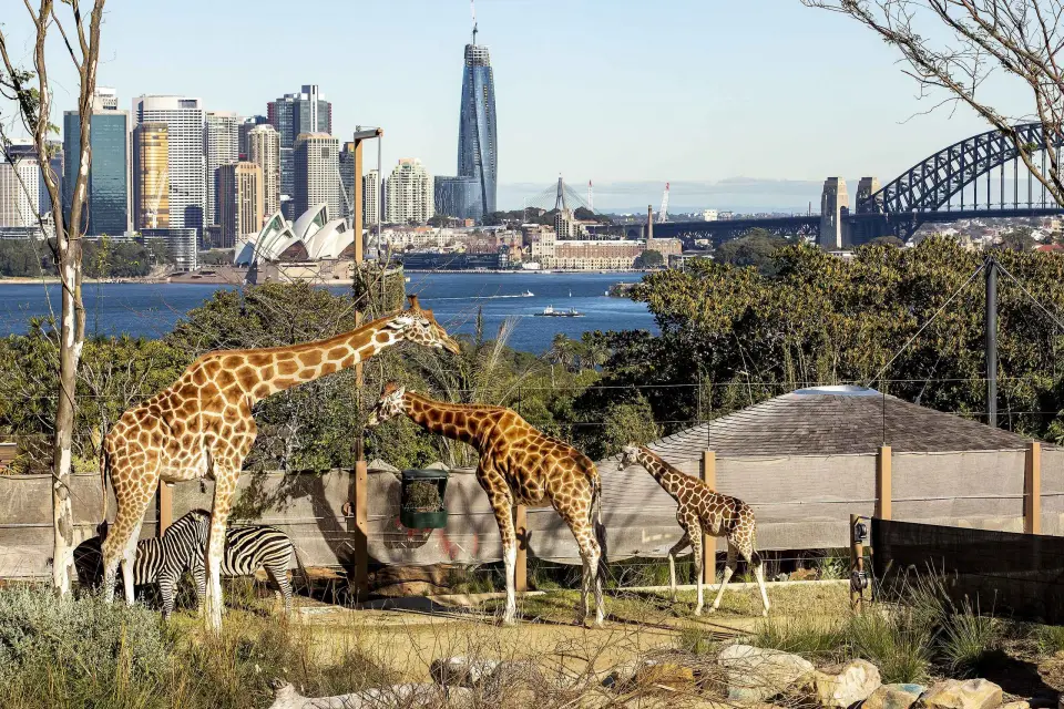Sydney Zoo de Taronga y Pase Hopper del Puerto de Sídney de 24 ó 48 horas