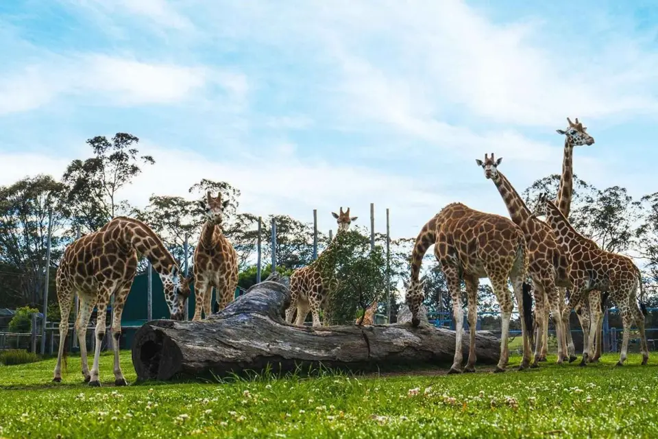 Tour privado del Parque de Fauna Salvaje de Featherdale