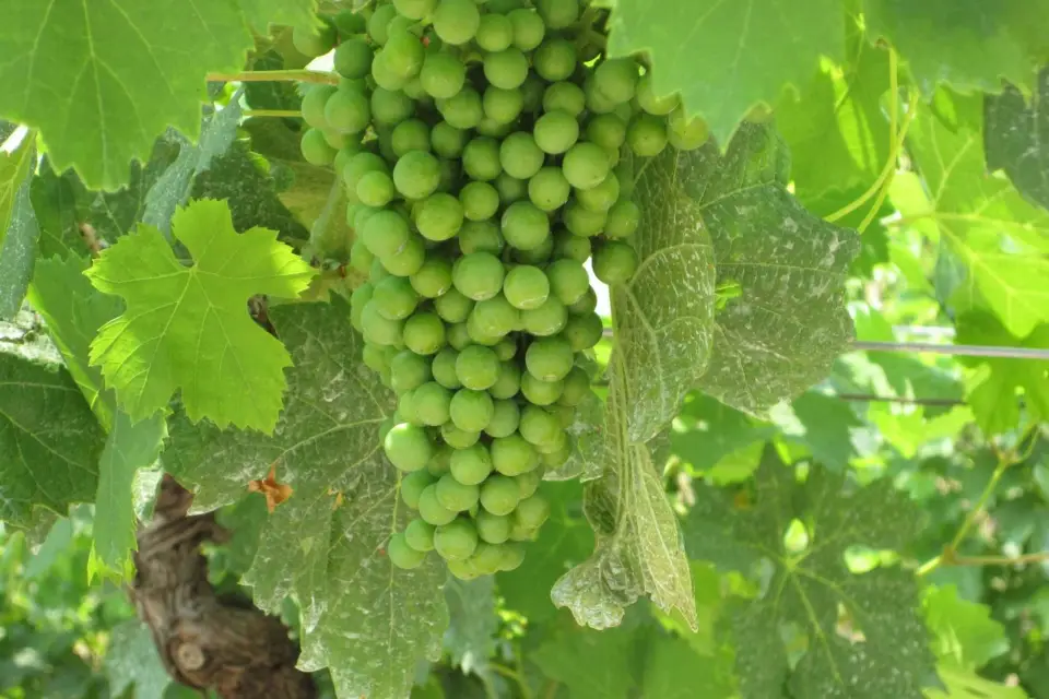 Catas de vino en Soave desde Venecia, Verona o Padua