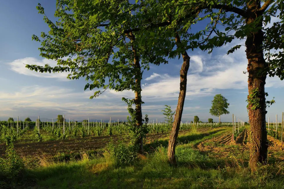 Pramaggiore: Visita guiada y degustación de la Bodega Ornella Bellia