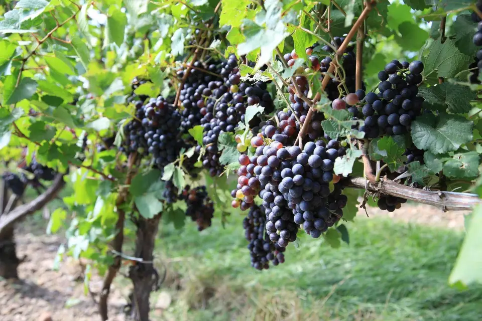 Ruta del Prosecco: Tour de día completo y cata de vinos