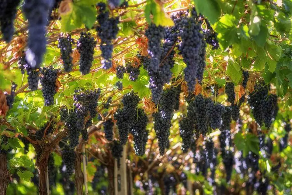 Tour del Vino Amarone y cata desde Venecia, Padua o Verona